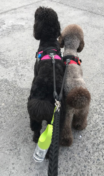 Portable Travel Water Bottle for Dogs and Cats