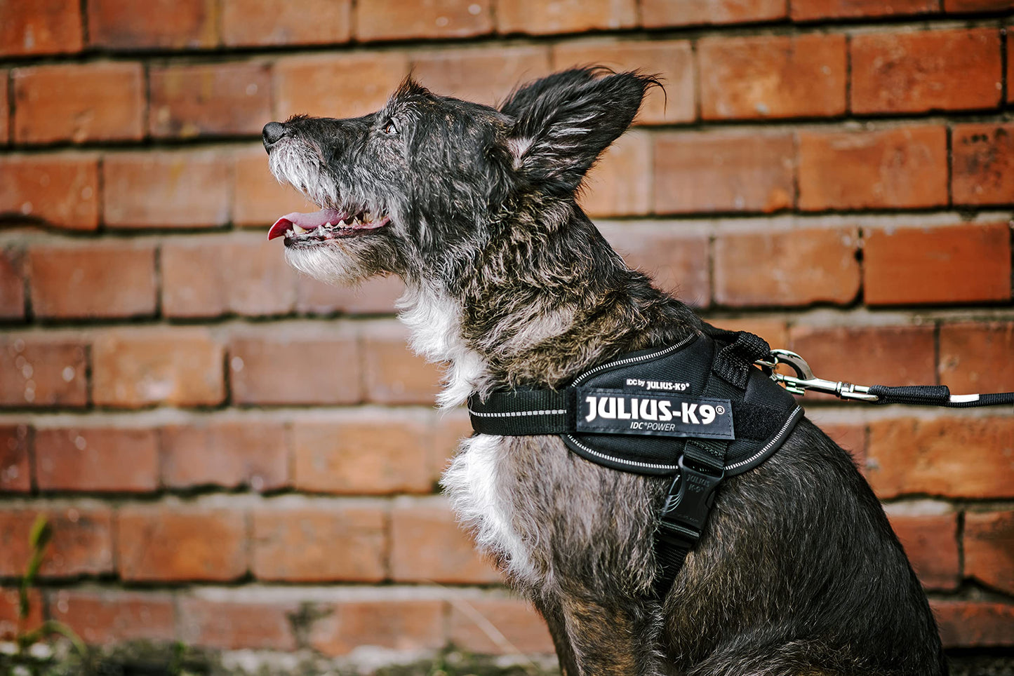 Customized Towing Rope for Medium and Large Dogs
